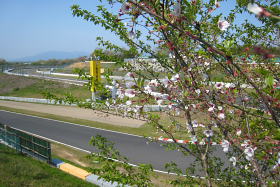ヘアピンコースサイドの葉桜