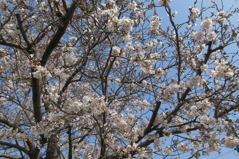 鈴鹿サーキット   2026 F1 日本GP